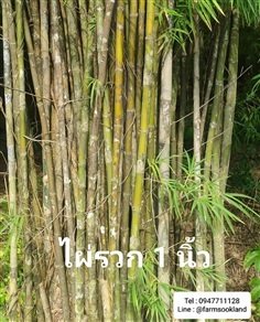 ลำไม้ไผ่รวก 1 นิ้ว