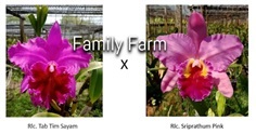 กล้วยไม้ขวดแคทลียา Rlc. Tab Tim Sayam x Rlc. Sripr | Family Farm - หันคา ชัยนาท