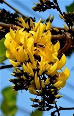 ต้นดอกจานสีเหลือง (ทองกวาวดอกเหลือง) | ครูต่ายเพาะพันธุ์กล้าไม้ อยุธยา - พระนครศรีอยุธยา พระนครศรีอยุธยา