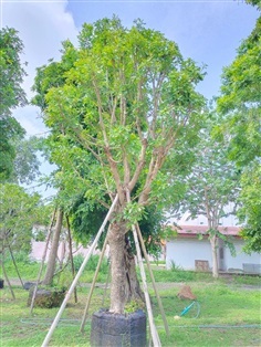 ต้นจิกน้ำ | สวนป้าต้อย พันธุ์ไม้ - แก่งคอย สระบุรี