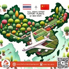ตัวแทนส่งออกต้นไม้และสินค้าเกษตรของไทย ไปประเทศจีน | THE FOX Intershipping - ลาดกระบัง กรุงเทพมหานคร