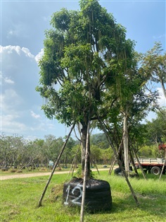 ต้นจิกน้ำ หรือ สร้อยระย้า | สวนตั้มเครนพันธ์ไม้ - แก่งคอย สระบุรี