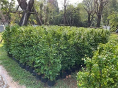 โมก ต้นโมก โมกพวง โมกดอกหอม โมกทำร้ัว | สวนลุงอิฐพันธุ์ไม้ รับจัดสวน - บางเขน กรุงเทพมหานคร