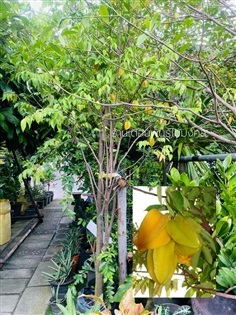ต้นมะเฟือง | เดือนพันธุ์ไม้มงคล - บางใหญ่ นนทบุรี