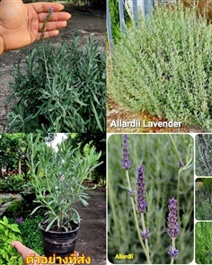 ต้นลาเวนเดอร์ Allardii Lavender  ลาเวนเดอร์ อัลลาร | Shopping by lewat - เมืองมหาสารคาม มหาสารคาม