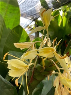 มหาหงส์สีเหลืองทั้งดอก | Miss tree -  นนทบุรี