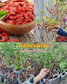 ต้น เก๋ากี้ ใบเล็ก โกจิ เบอร์รี่ Goji Berry / ศรัณ | Shopping by lewat - เมืองมหาสารคาม มหาสารคาม