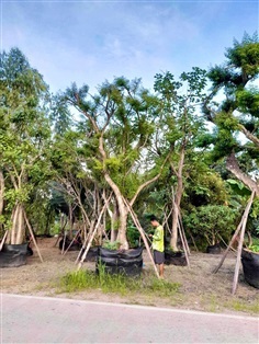 (ขายแล้ว)ต้นแจง (ไม้ยืนต้น ดอกและใบสวยงามไม้ไทยไม้ยอดนิยม) | ต้นไม้ล้อมสวนเต้นัฐพงษ์ - คลองขลุง กำแพงเพชร