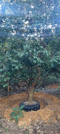 ต้นลิ้นจี่ค่อมอัมพวา | สวนแป้ง มะนาวเปรี้ยว - ลับแล อุตรดิตถ์