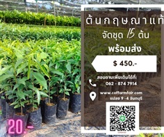 ต้นกฤษณาพันธุ์แท้ จันทบุรี04 ต้นละ20 ปลูกง่าย 