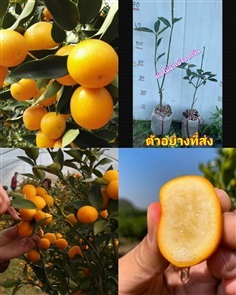 ต้น ส้มคัมควอทน้ำผึ้ง ส้มคัมควอท ส้มคัมควัท น้ำผึ้ | Shopping by lewat - เมืองมหาสารคาม มหาสารคาม