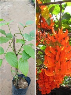 ต้นพวงโกเมน  | สวนทุเรียนวินเนอร์และพันธุ์ต้นไม้ - ปากท่อ ราชบุรี