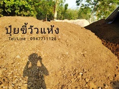 ขายส่งปุ๋ยขี้วัวตากแห้งราคาถูก จัดส่งทั่วประเทศ