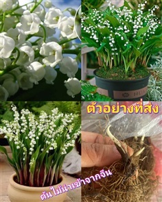 (1ราก) หัว ราก ลิลลี่แห่งหุบเขา Lily of the Valley | Shopping by lewat - เมืองมหาสารคาม มหาสารคาม