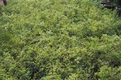 มะขามเทศด่าง | สวนต้นไม้โครงการ - เมืองปราจีนบุรี ปราจีนบุรี