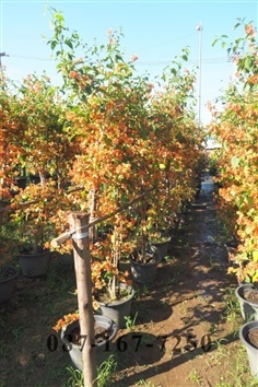  เรดาห์ส้ม | สวนต้นไม้โครงการ - เมืองปราจีนบุรี ปราจีนบุรี