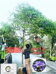 แก้วเจ้าจอม  ไม้หน้า 3 สูง 3.5 เมตร พุ่มกว้าง 3 เม | ถวิลไม้งาม(phupha Tree) - ธัญบุรี ปทุมธานี
