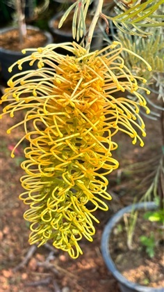 Grevillea Bushlemons สนเกรวิลเลีย สีเหลืองเลื้อย กิ่งทาบ