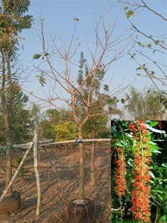 ต้นจิกน้ำ | สวนประยงค์ พันธุ์ไม้ - ศรีประจันต์ สุพรรณบุรี