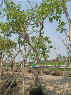 ต้นทองกวาว | สวนประยงค์ พันธุ์ไม้ - ศรีประจันต์ สุพรรณบุรี