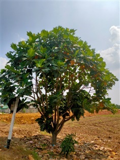 ต้นสาเก | ทรัพย์พูลทวี - ท่ามะกา กาญจนบุรี