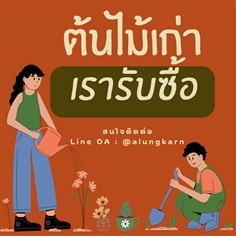 รับซื้อต้นไม้เก่า