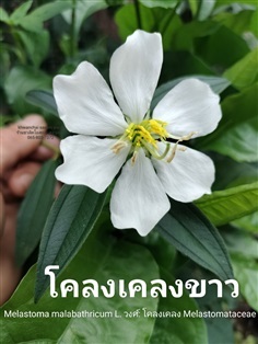 โคลงเคลงขาว ขาวมงคล พญารากขาว มังเรขาว