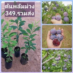 ต้นพลัมม่วง" ลูกพลัมม่วง( Black Splendor Plums )  