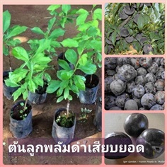 #ต้นพลัมดำ ( Black  Plum )