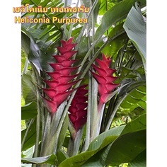 ต้น หน่อ เฮลิโคเนีย เพอเพอเรีย Heliconia Purpurea