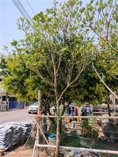 จิกน้ำ 3" | สวนป้านิตย์ ปราจีนบุรี - เมืองปราจีนบุรี ปราจีนบุรี