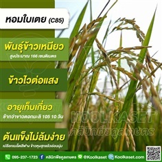 พันธุ์?ข้าว ข้าวเจ้า หอมใบเตย C85 ข้าวนาปี | คลินิกพืชคูลเกษตร - ชุมตาบง นครสวรรค์