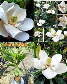 ต้น แมกโนเลีย แกรนด์ดิฟฟอร่า Magnolia grandiflora 