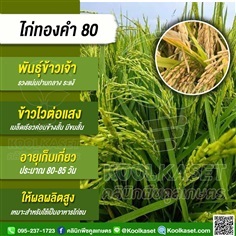 พันธุ์?ข้าว? ข้าวเจ้า พันธุ์ไก่ทองคำ 80 นาปี นาปรั