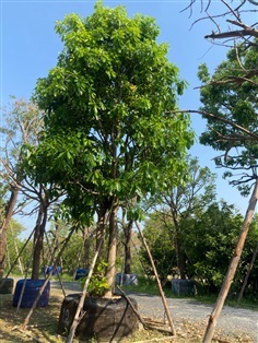 ต้นจิกน้ำ ขนาด 12 นิ้ว | ส.สำราญ พันธุ์ไม้ - แก่งคอย สระบุรี
