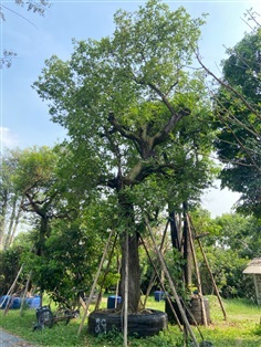 ต้นพยอม ขนาด 29 นิ้ว | ส.สำราญ พันธุ์ไม้ - แก่งคอย สระบุรี