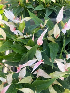 หน้าวัวแคระลิลลี่ anthurium lilly