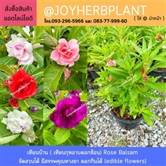 เทียนบ้าน  ดอกซ้อน ( เทียนกุหลาบ) Rose Balsam  