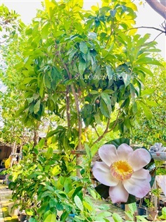 ต้นบัวสวรรค์ | เดือนพันธุ์ไม้มงคล - บางใหญ่ นนทบุรี