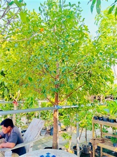 ต้นมั่งมี | เดือนพันธุ์ไม้มงคล - บางใหญ่ นนทบุรี