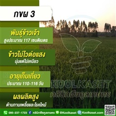 พันธุ์ข้าว ข้าวเจ้า ข้าว(กขผ3) นาปี นาปรัง