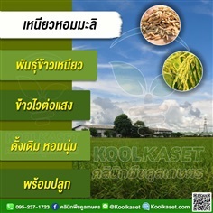 พันธุ์ข้าว ข้าวเหนียว (ข้าวเหนียวหอมมะลิ) นาปี