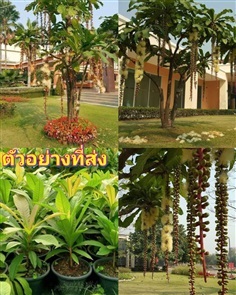 สูง 70-80cm ต้นจิกเศรษฐี / Natthapho | Shopping by lewat - เมืองมหาสารคาม มหาสารคาม