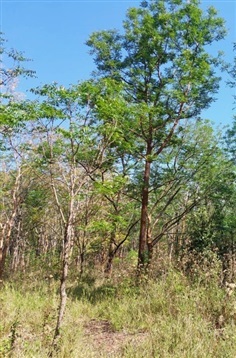 ต้นสะเดา | สวนประยงค์ พันธุ์ไม้ - ศรีประจันต์ สุพรรณบุรี