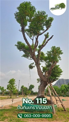 ต้นกันเกรา / ต้นมันปลา NO.115 สวนเทพรักษ์ไม้ล้อม | เทพรักษ์ ไม้ล้อม - เมืองลพบุรี ลพบุรี