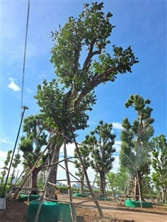 ต้นหว้า   NO.8 สวนเทพรักษ์ไม้ล้อม | เทพรักษ์ ไม้ล้อม - เมืองลพบุรี ลพบุรี