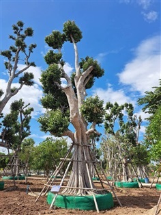 ต้นพูนทรัพย์ / ต้นกะบก  NO.73 สวนเทพรักษ์ไม้ล้อม | เทพรักษ์ ไม้ล้อม - เมืองลพบุรี ลพบุรี
