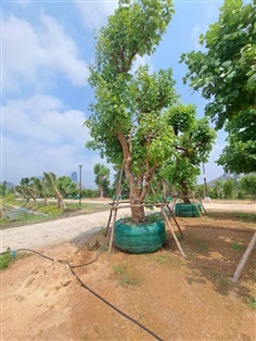 ต้นทองกวาว No.391 สวนเทพรักษ์ไม้ล้อม | เทพรักษ์ ไม้ล้อม - เมืองลพบุรี ลพบุรี