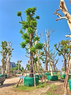  ต้นพยอม-ดอกขาว No.129 สวนเทพรักษ์ไม้ล้อม | เทพรักษ์ ไม้ล้อม - เมืองลพบุรี ลพบุรี