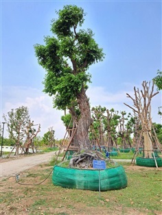 ต้นพยอม-ดอกขาว No.229 สวนเทพรักษ์ไม้ล้อม | เทพรักษ์ ไม้ล้อม - เมืองลพบุรี ลพบุรี